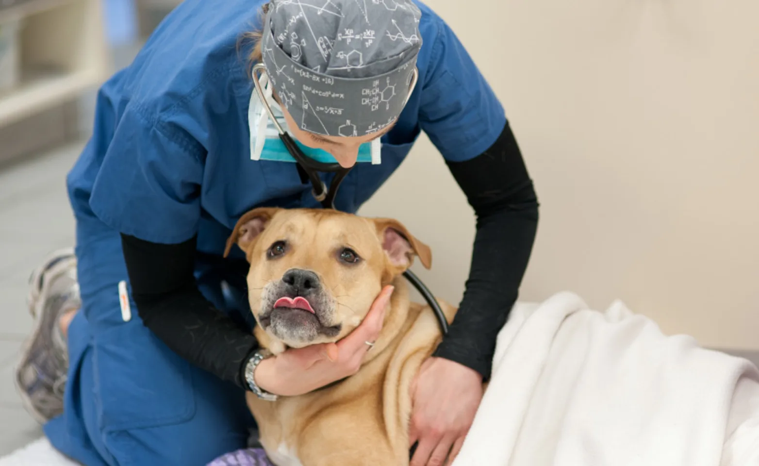 What is Anesthesia (Staff with Dog) at Veterinary Emergency and Referral Hospital of West Toronto